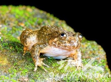 动物中的世界之最