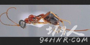 动物中的世界之最