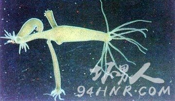 动物中的世界之最