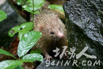 动物中的世界之最