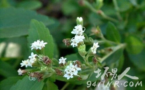 甜叶菊-世界之最甜的叶子