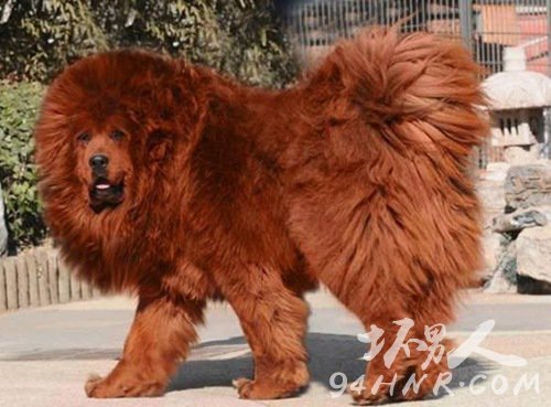 3.藏獒 - 价值582000美元