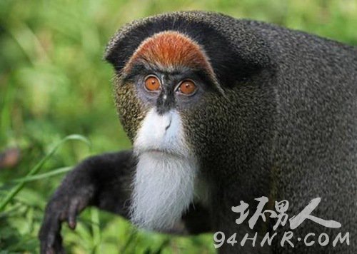 2.De Brazza的猴子 价值7000美元到一万美元