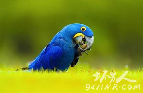 8。风信子金刚鹦鹉 - 价值$14,000美元