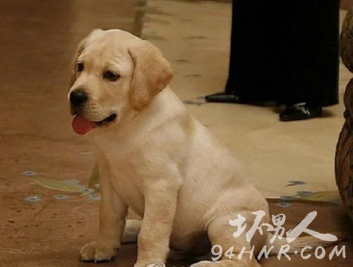 4. Sir Lancelot Encore – 价值$155,000