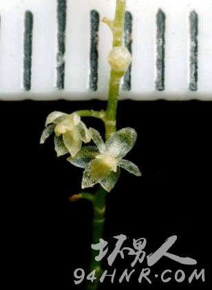 90434-smallest-orchid-Ecuador-1