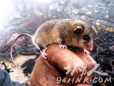 ȫ��ʮ��ʯ���֣�٪�帺��