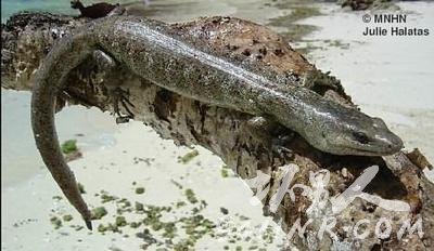 ȫ��ʮ��ʯ���֣���ɫ���