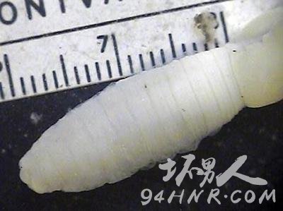 ȫ��ʮ��ʯ���֣���ɫ���