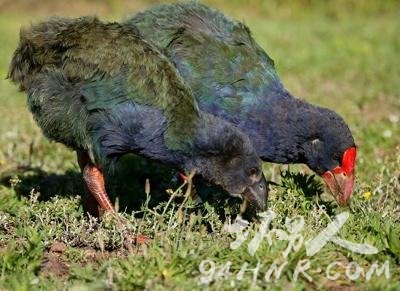 ȫ��ʮ��ʯ���֣�٪�帺��