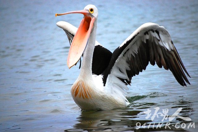 澳洲鹈鹕:世界上最长的嘴,世界上嘴最长的动物