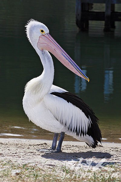 澳洲鹈鹕:世界上最长的嘴,世界上嘴最长的动物