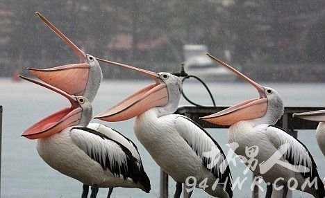 澳洲鹈鹕:世界上最长的嘴,世界上嘴最长的动物