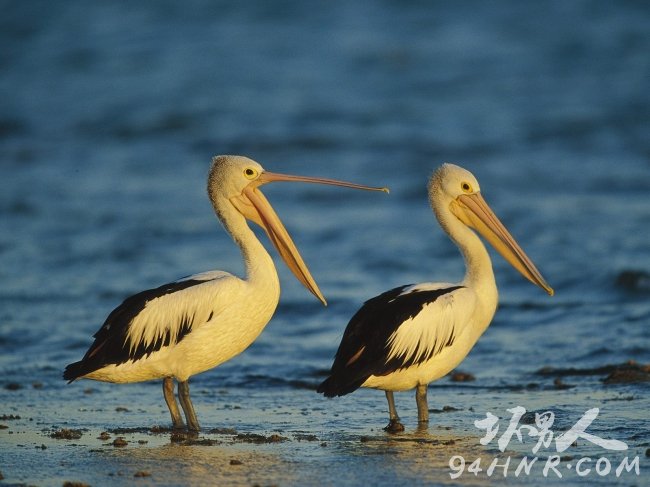 澳洲鹈鹕:世界上最长的嘴,世界上嘴最长的动物