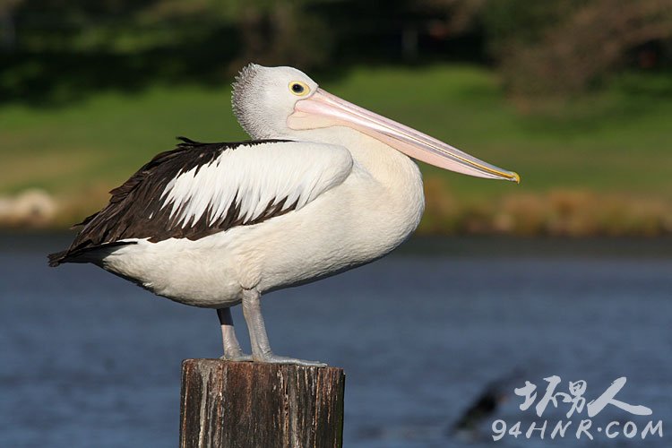 澳洲鹈鹕:世界上最长的嘴,世界上嘴最长的动物