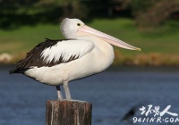 ���D�������Y�������������L�����������������L�Ą���