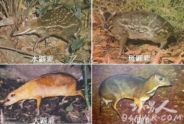 鼷鹿 最小的鹿