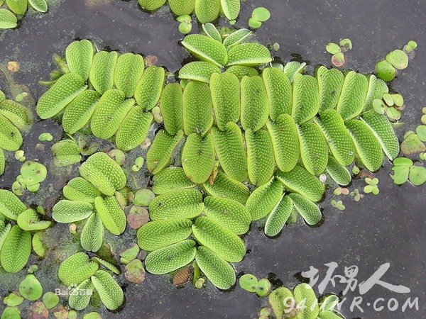 ҶƼsalvinia auriculata