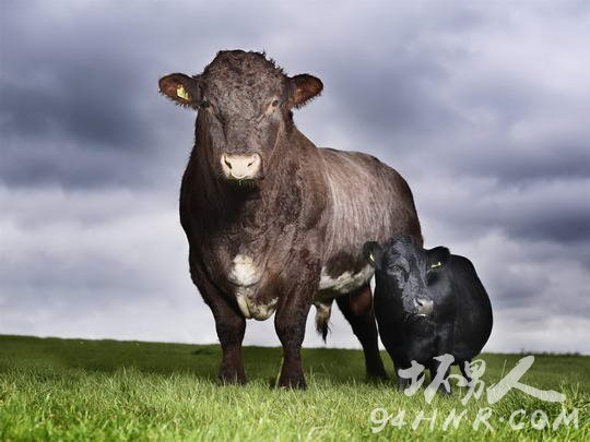 ��ͼ����������С��ţ��ӡ�ȵ� Vechur��ţ��ƽ��������81��91����