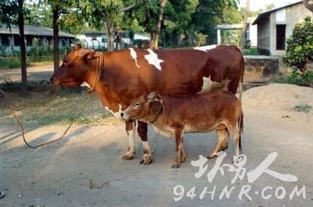 ��ͼ����������С��ţ��ӡ�ȵ� Vechur��ţ��ƽ��������81��91����