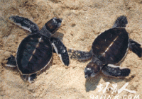【图】世界上最神奇的乌龟,世界上最恐怖的乌龟图片