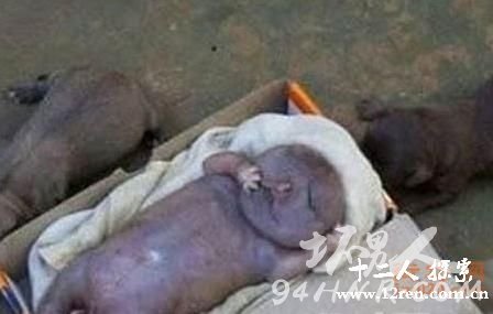 女子跟狗生下孩子视频(有图有真相)