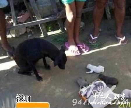 女子跟狗生下孩子视频(有图有真相)