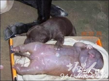 女子跟狗生下孩子视频(有图有真相)