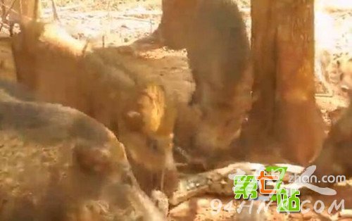 野猪竟要活吃蟒蛇:蛇反击后结果惨不忍睹