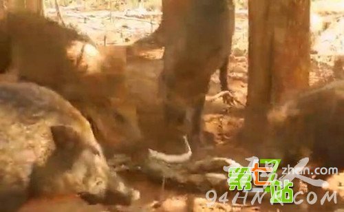 野猪竟要活吃蟒蛇:蛇反击后结果惨不忍睹