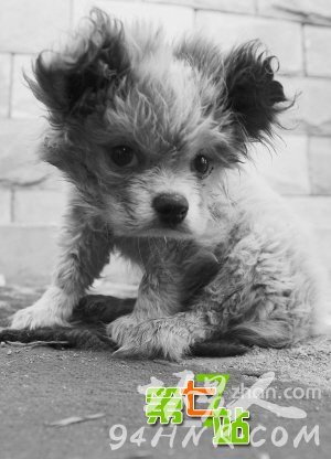 ����Ϊ��һС����ȫ������ͷ���� ��������