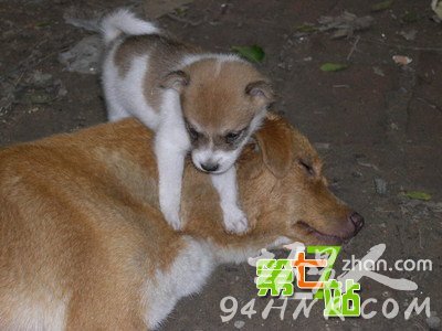 ����Ϊ��һС����ȫ������ͷ���� ��������