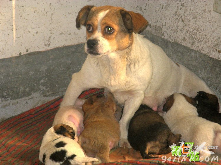 ����Ϊ��һС����ȫ������ͷ���� ��������