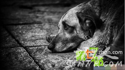 ����Ϊ��һС����ȫ������ͷ���� ��������