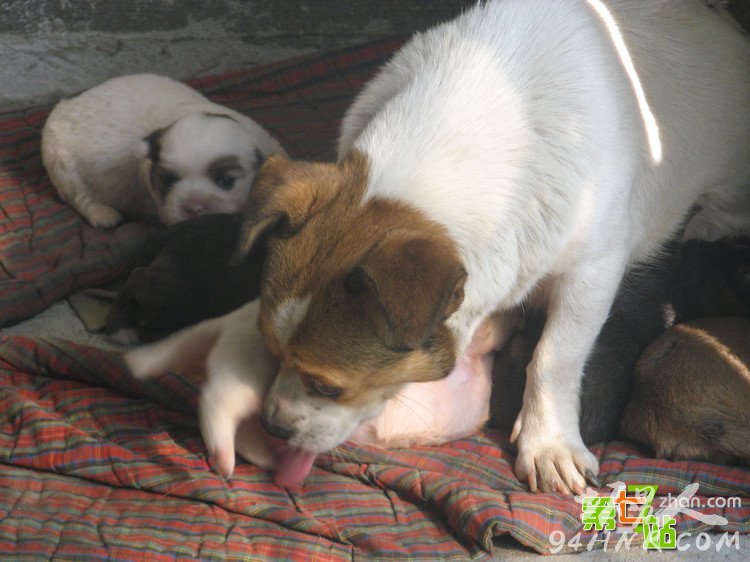 ����Ϊ��һС����ȫ������ͷ���� ��������