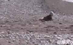 ����Ϊ��һС����ȫ������ͷ���� ��������