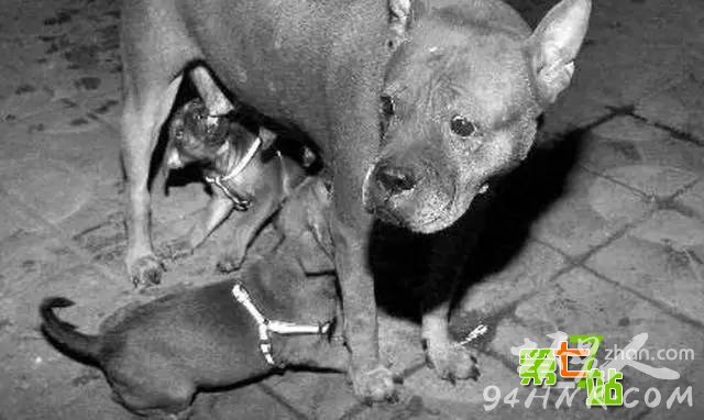 ����Ϊ��һС����ȫ������ͷ���� ��������