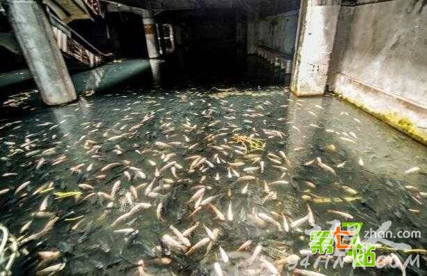 废弃大楼竟发现百万条鱼 场面让人震惊!