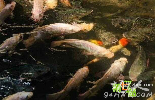 废弃大楼竟发现百万条鱼 场面让人震惊!