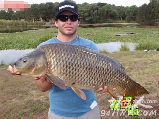 这条鲤鱼价值百万:外国人疯狂来华求购